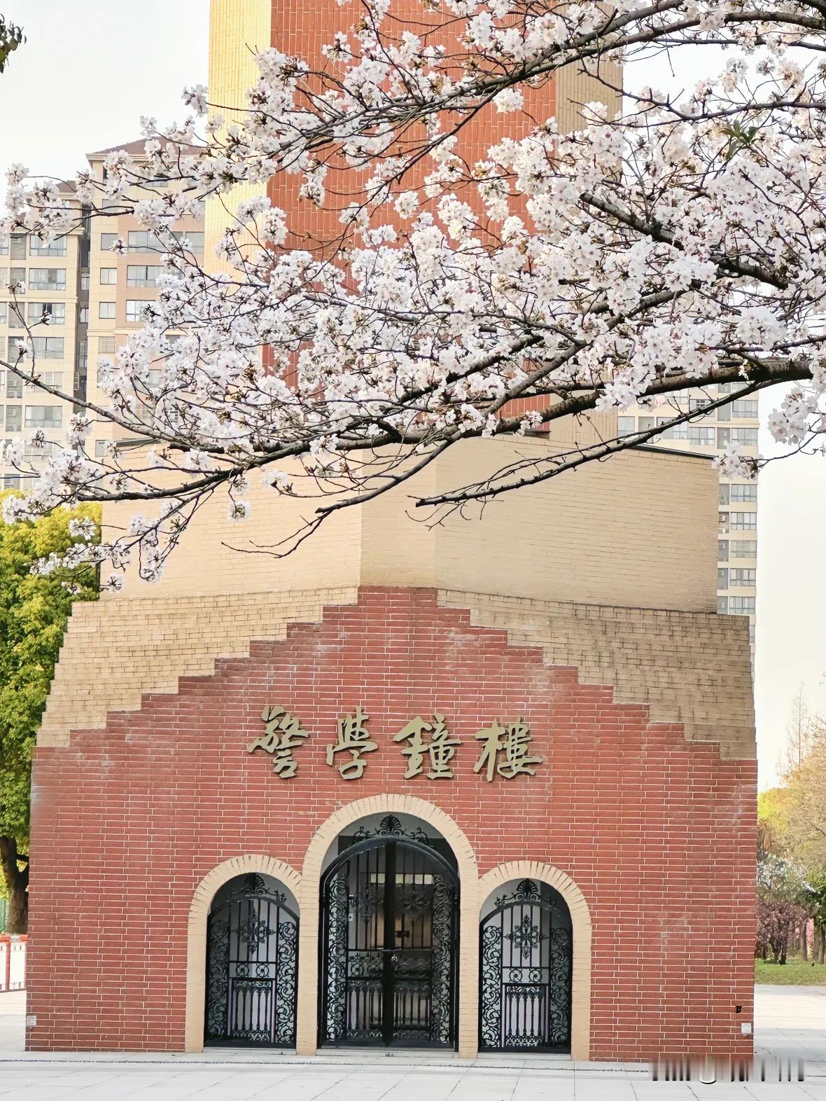 能否分享一张你拍的花卉照片樱花