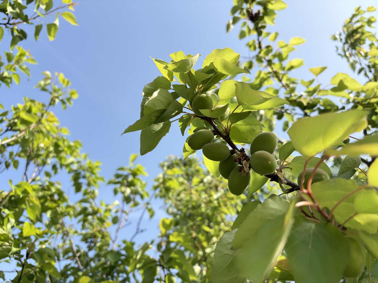 谁懂啊！抬头撞见青杏满枝，是春天最甜的预告✨

蓝天为幕，绿叶作伴，枝头的青杏攒