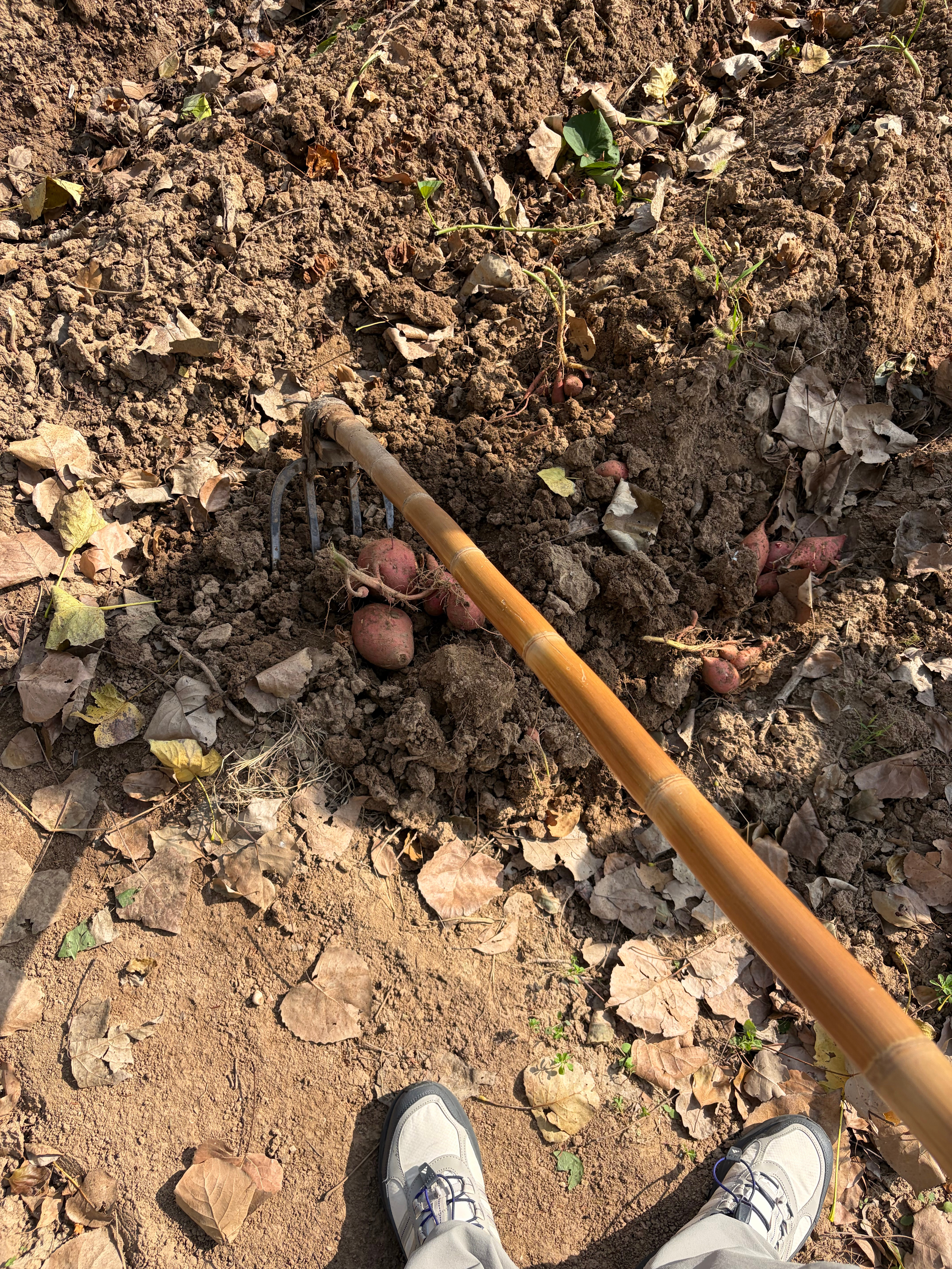 今天我是小红薯主理人[doge] ​​​