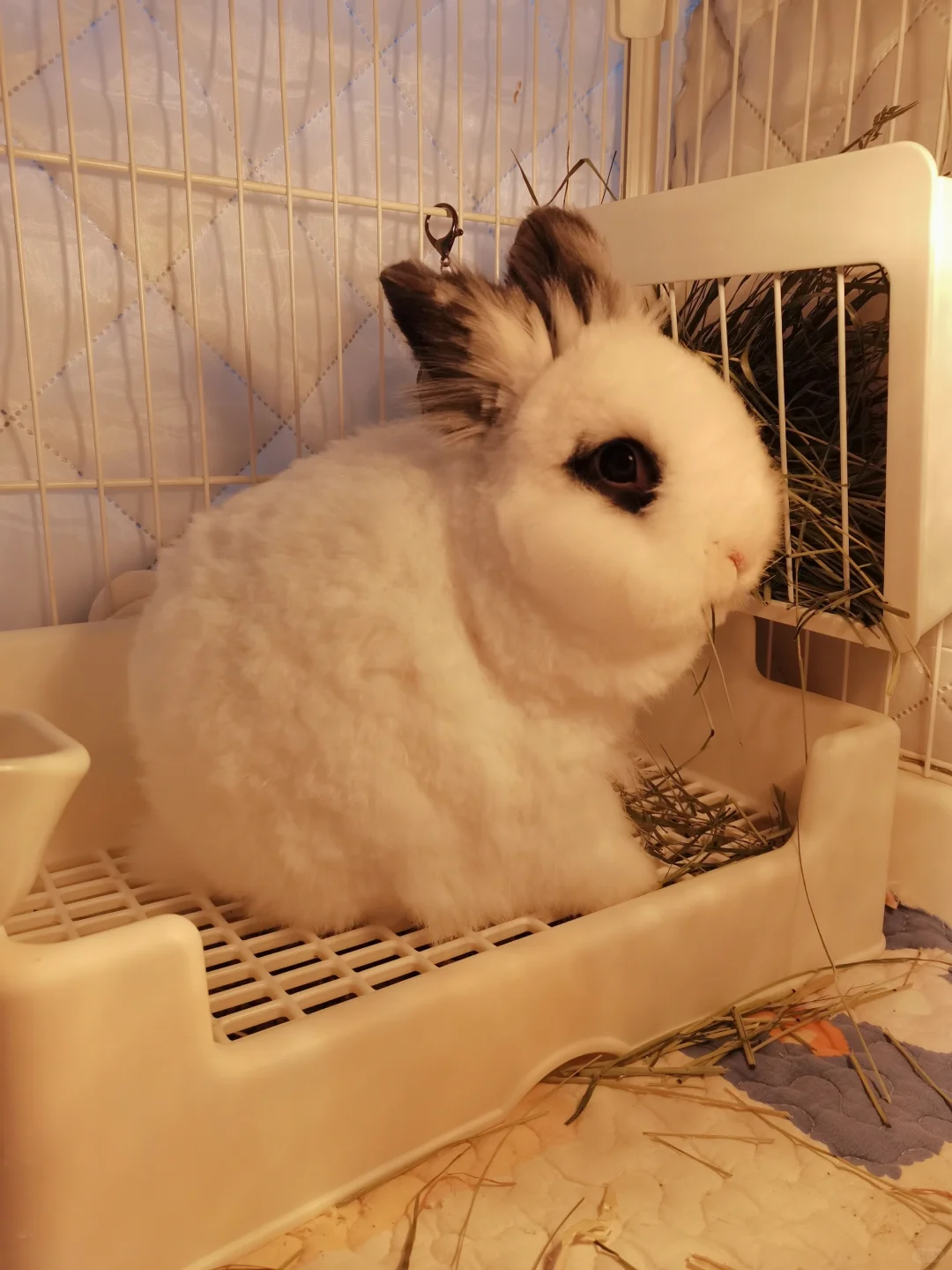 冬天到了,但是我的毛孩子们都暖乎乎的