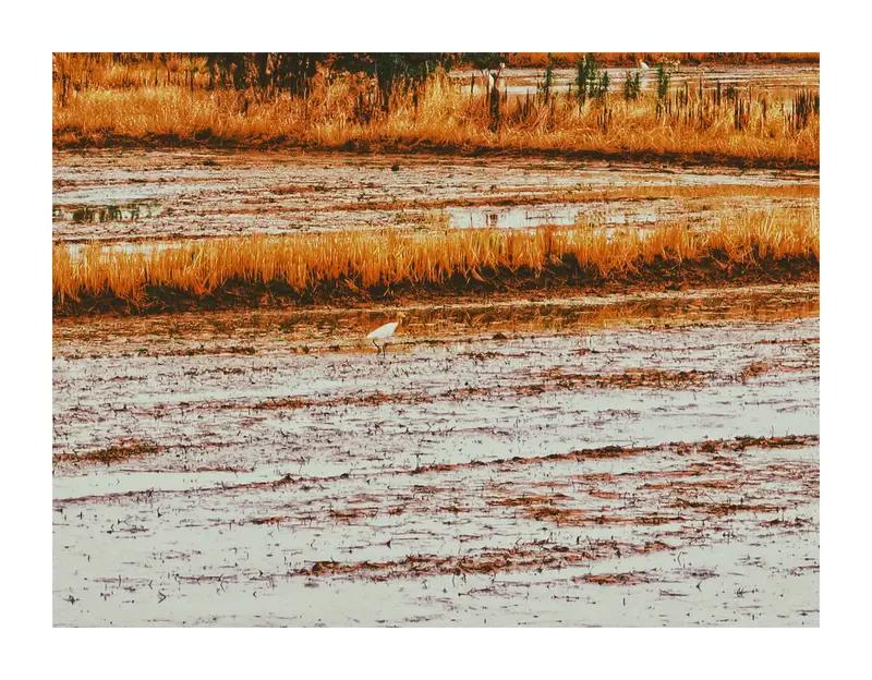 记录我的2026 2026刚过一半，我算是懂了王尔德那句话。卷不动的焦虑和躺平后