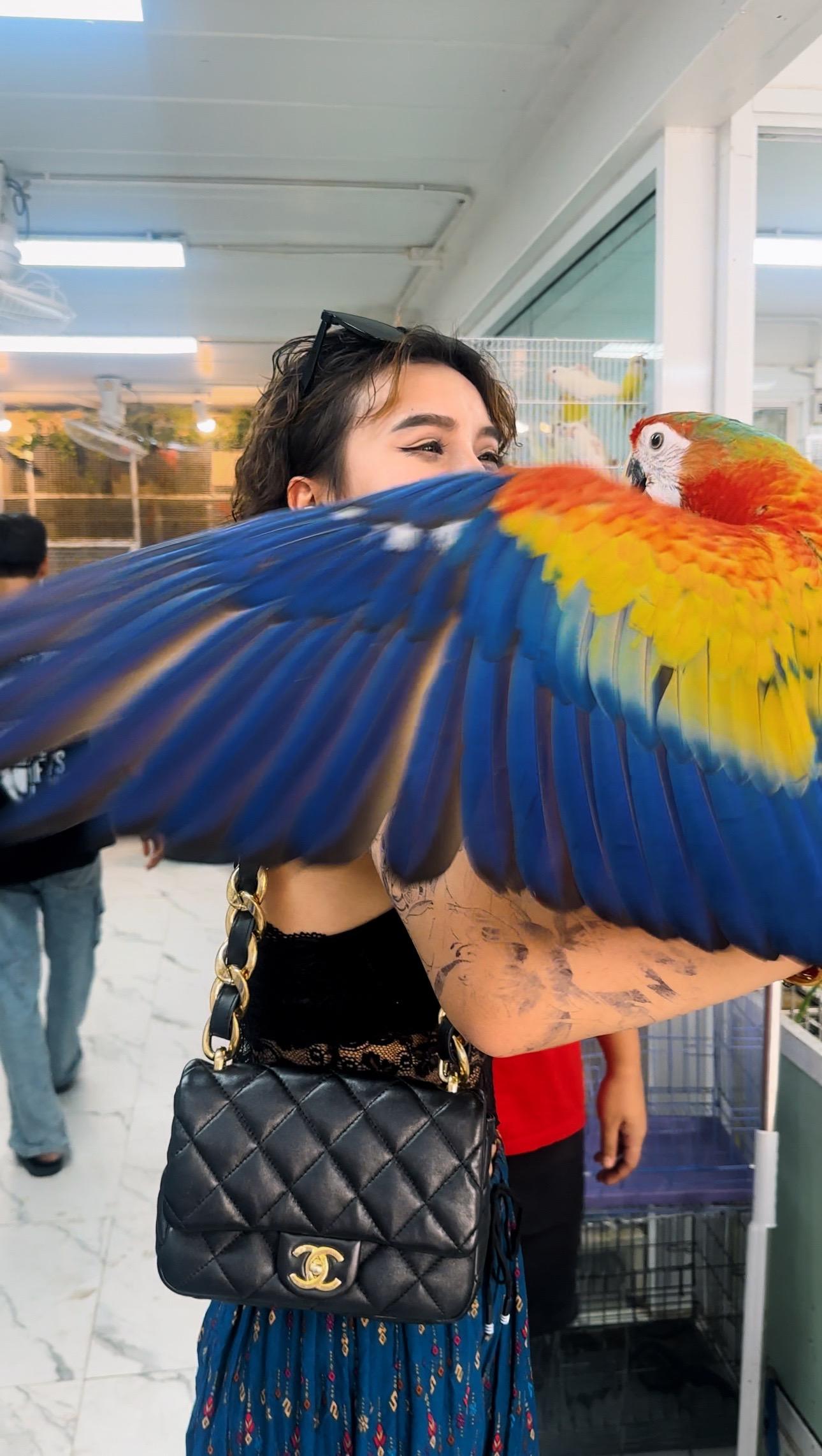 🦜。被金刚鹦鹉的羽毛包裹住的时候 热浪里裹挟着扑鼻的谷香🌾