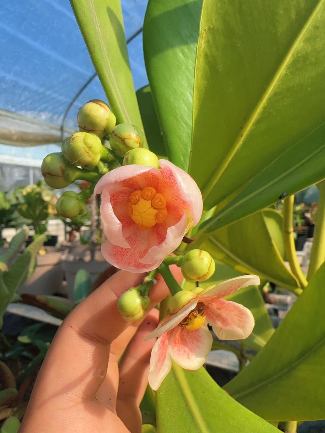书带木开花了