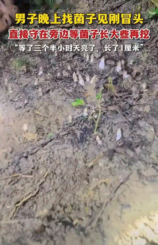 笑不活了！广西男子发现鸡枞后不急着挖，守到天亮再下手。



今年广西贺州的雨季