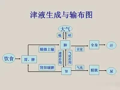 你是否好奇，中医口中的“津液”到底是什么，它又是如何布散全身的呢？

在中医理论
