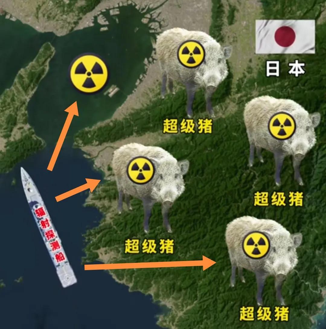 日方测试观测日本福岛核废区辐射超标43倍左右，出现大量“超级猪”，受核辐射影响野
