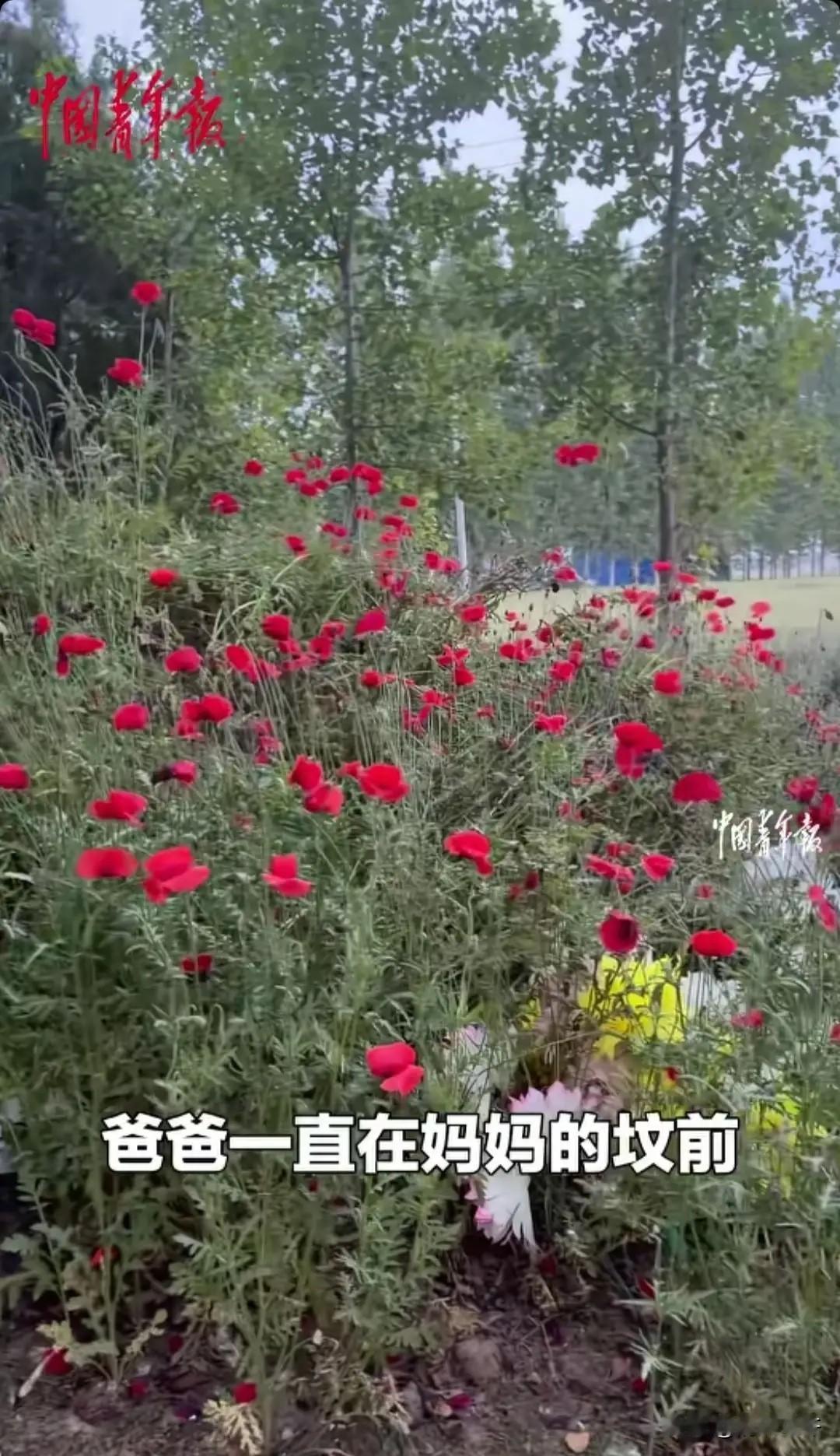 泪目了！原来这才是无声的爱。
河南周口，一位82岁老人在亡妻坟前种满了鲜花，女儿