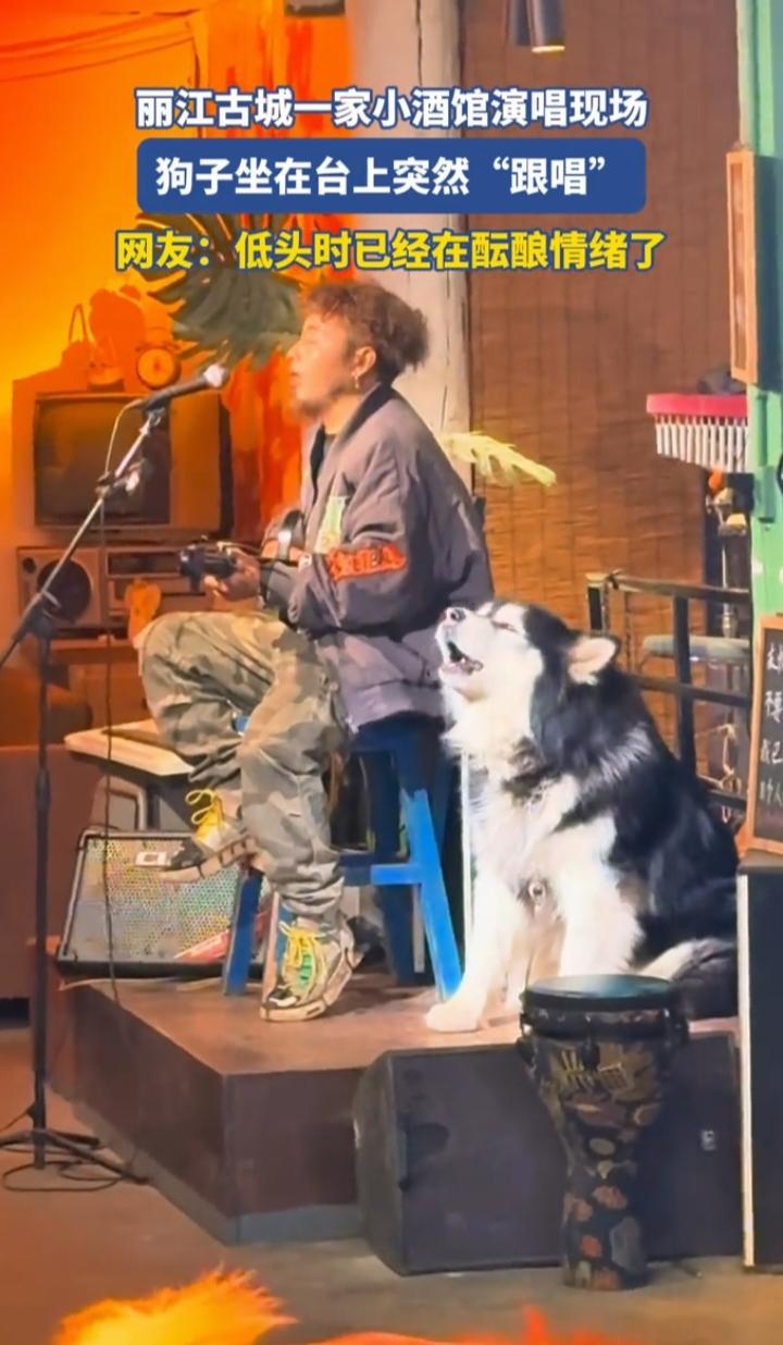 丽江酒馆名场面！小狗蹲舞台上跟着歌声附和，氛围感直接拉满
 
丽江古城的一家小酒