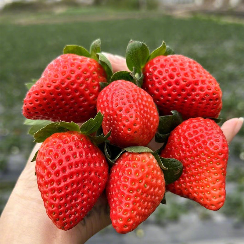 攀枝花的草莓，真的有种特别的魅力。一口咬下去，那股阳光沉淀的香气，瞬间就把人带回