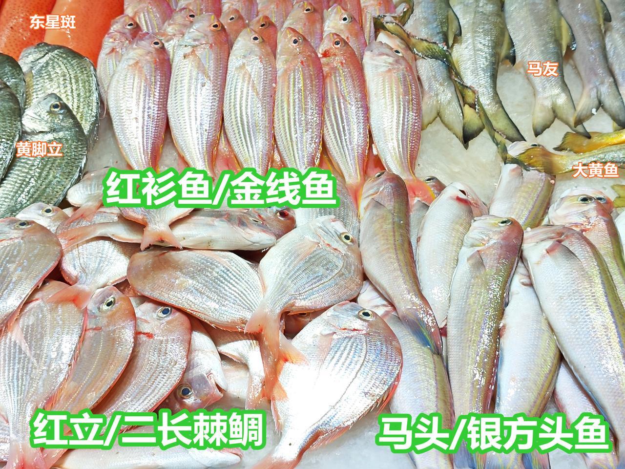 休渔期三种海鱼推荐，保证野生，也新鲜。

南海休渔期，合法延绳钓野生海鱼三类，无