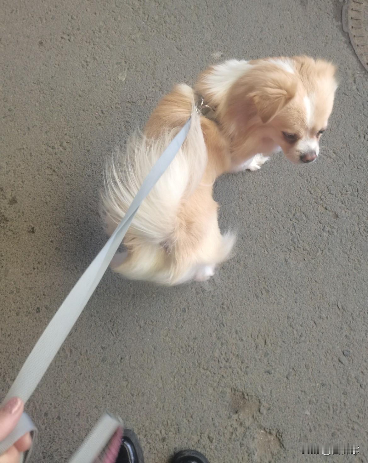 2022年6月被G哥捡回家的狗子小六，今年4岁了，正是淘气的年纪。

今天出去不