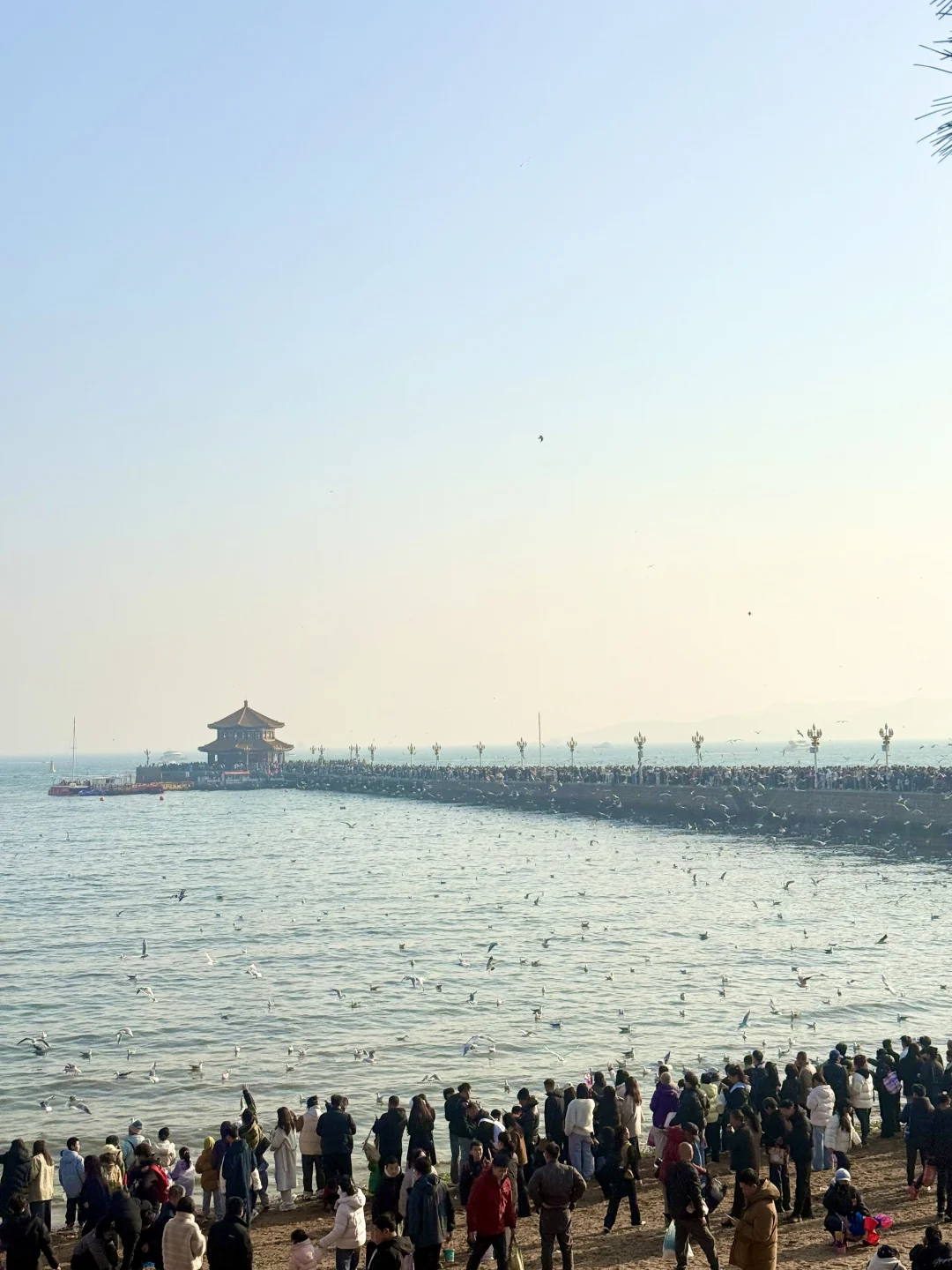 青岛，这海鸥是非喂不可吗？