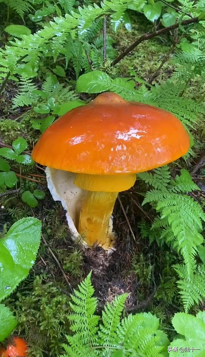 野生蘑菇不能随意采摘的原因主要有以下几点：

第一是怕采摘回来后食用中毒。
自然