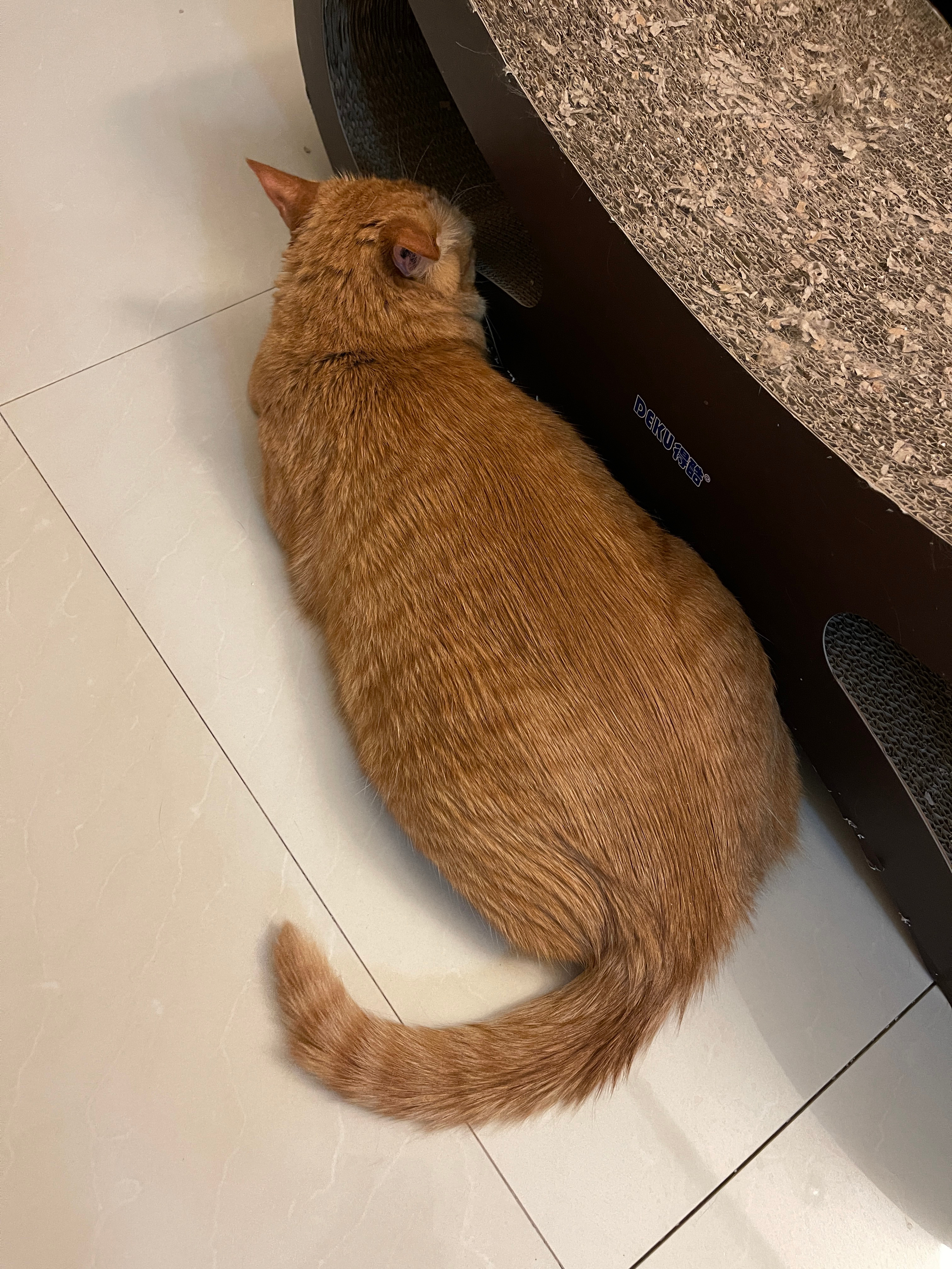 溜光滑的小碗猫 