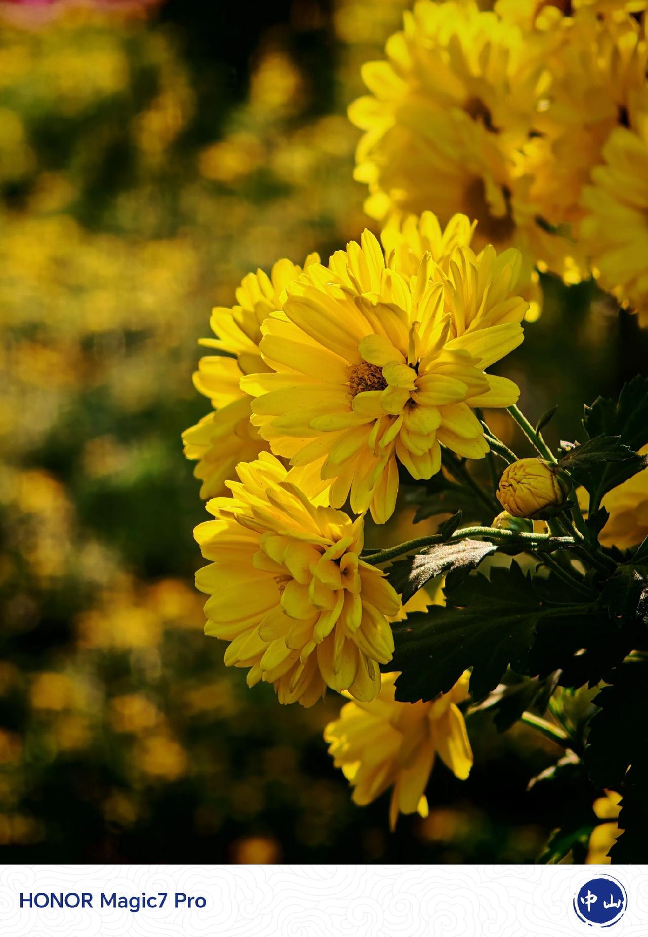 周末人太多，建议周一至周五去菊花展 赏菊 菊花 荣耀Magic7
