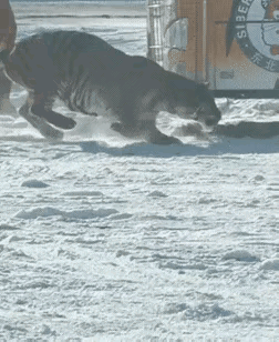 鸡，最后跑掉了吗？