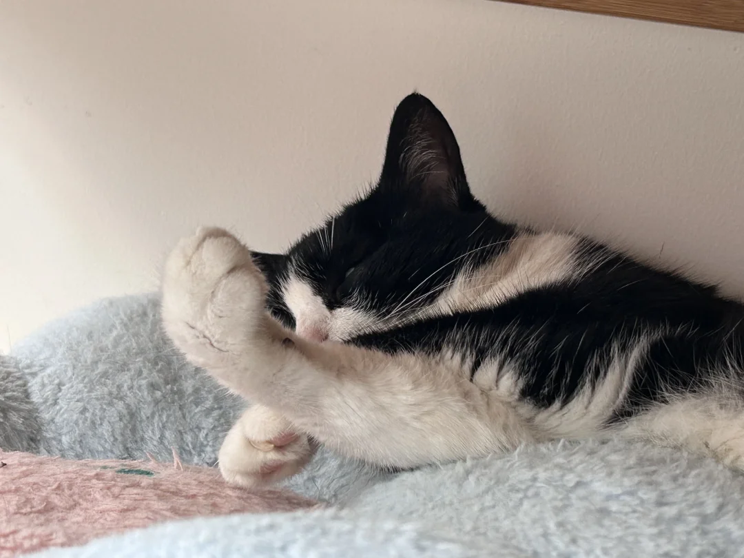 邦邦硬的猫猫拳