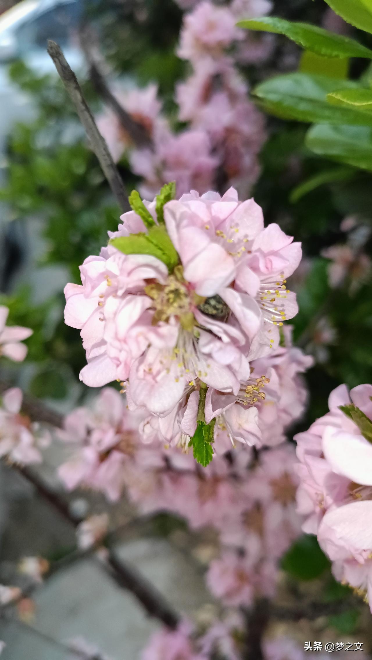 不入局中不逐评
任他褒贬自心宁
跳出尘俗权衡外
悲喜由我不由卿
你只需做好自己！