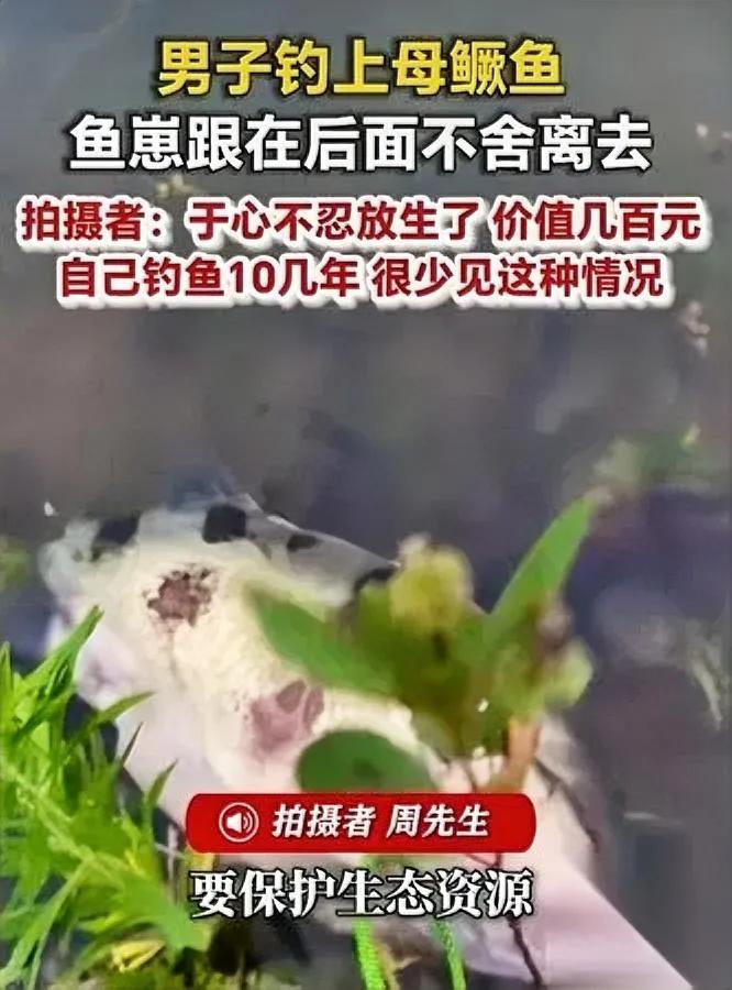 钓了条大鳜鱼

我当场就放了

说出来你可能不信，是跟在后面的小鱼崽救了它妈。