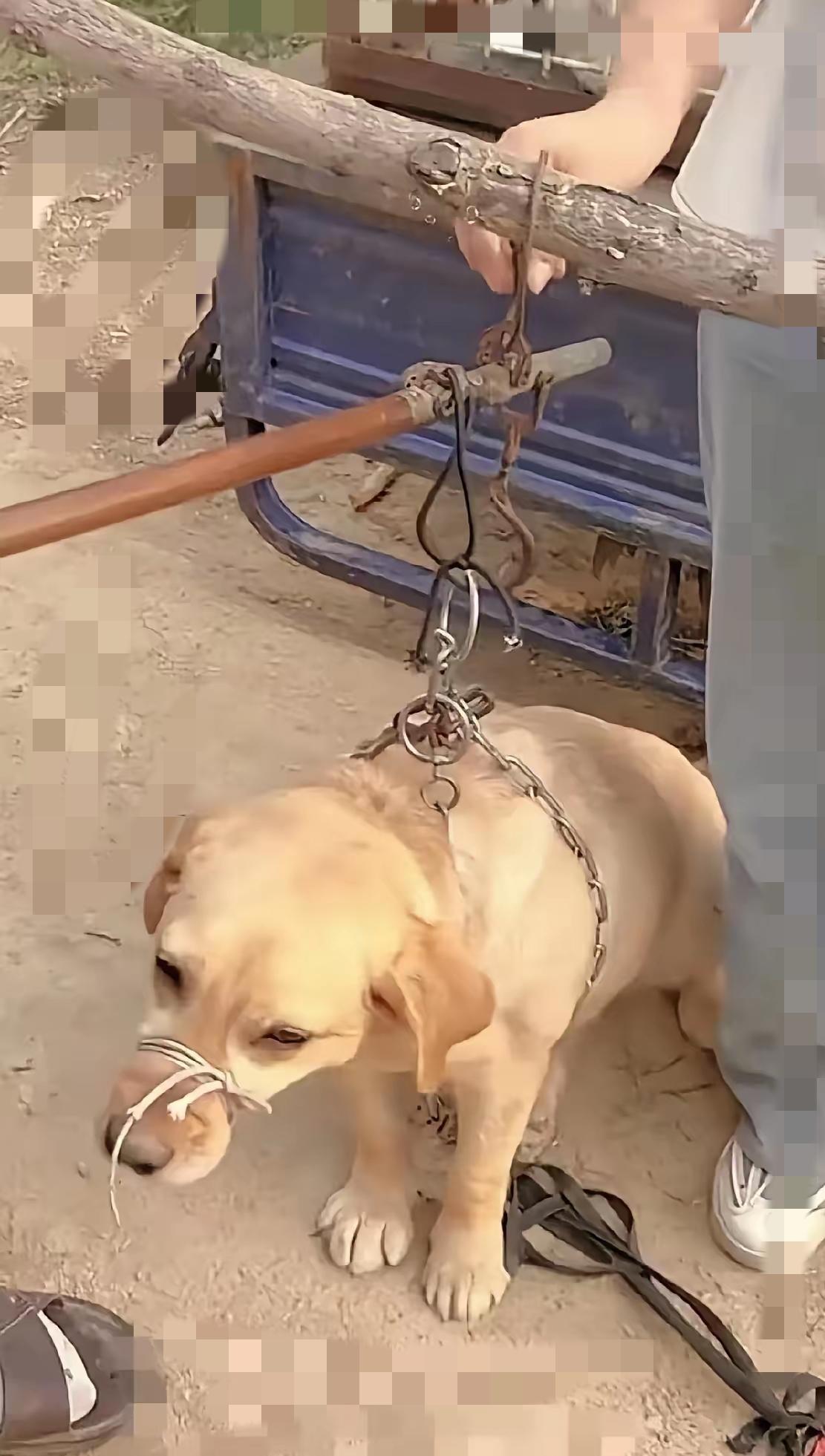 看哭了！守护果园4年的大黄，被主人卖给狗贩子那一刻，太让人心寒了。
 
    