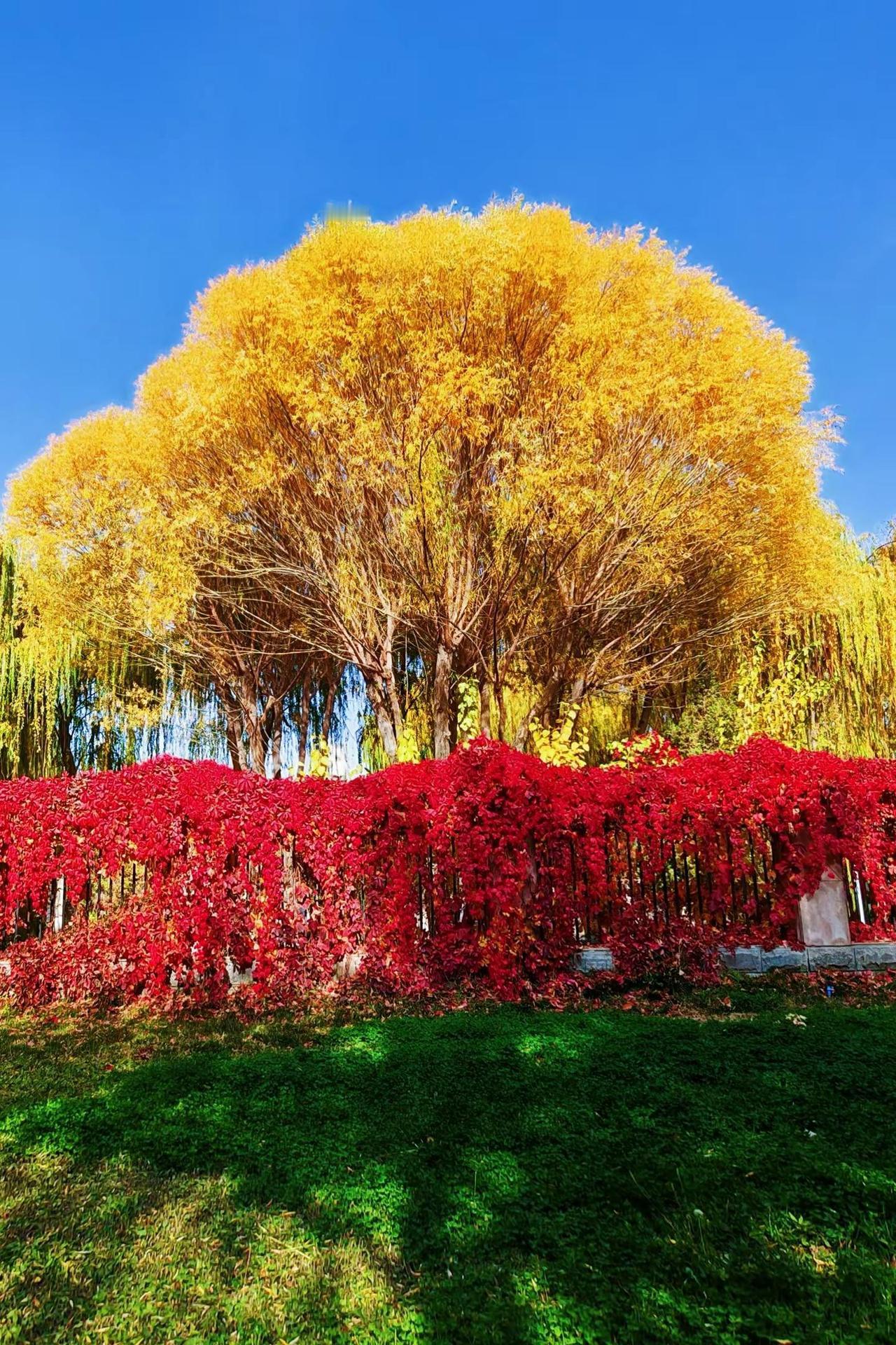 交换你手机里的一张秋树，时光印记变得很美。交换手机里的照片