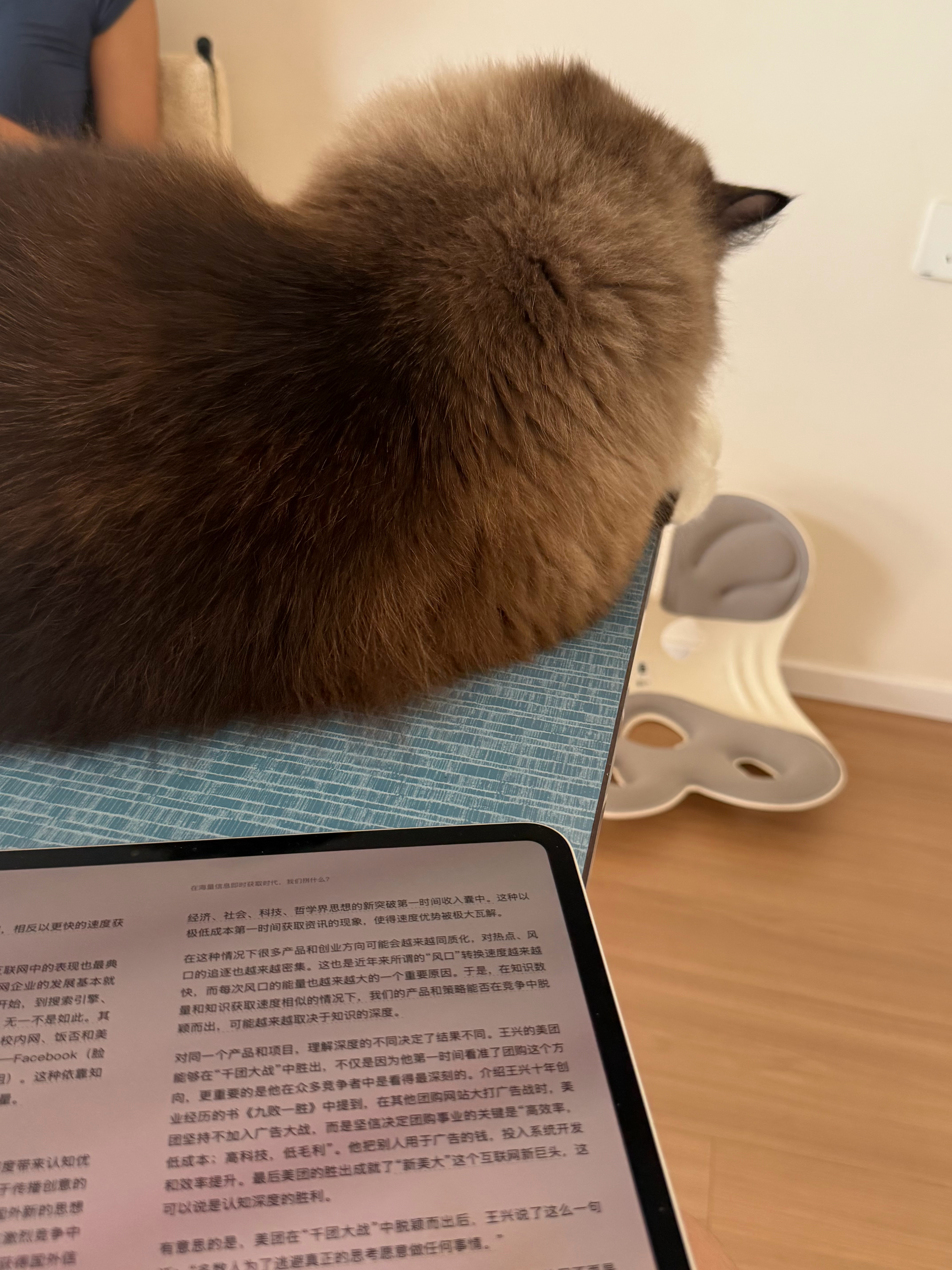 在奶油宝家呆着，她的猫走哪跟哪，萌之萌之。我：“到底你是怎么忍住不五秒钟抱起来亲