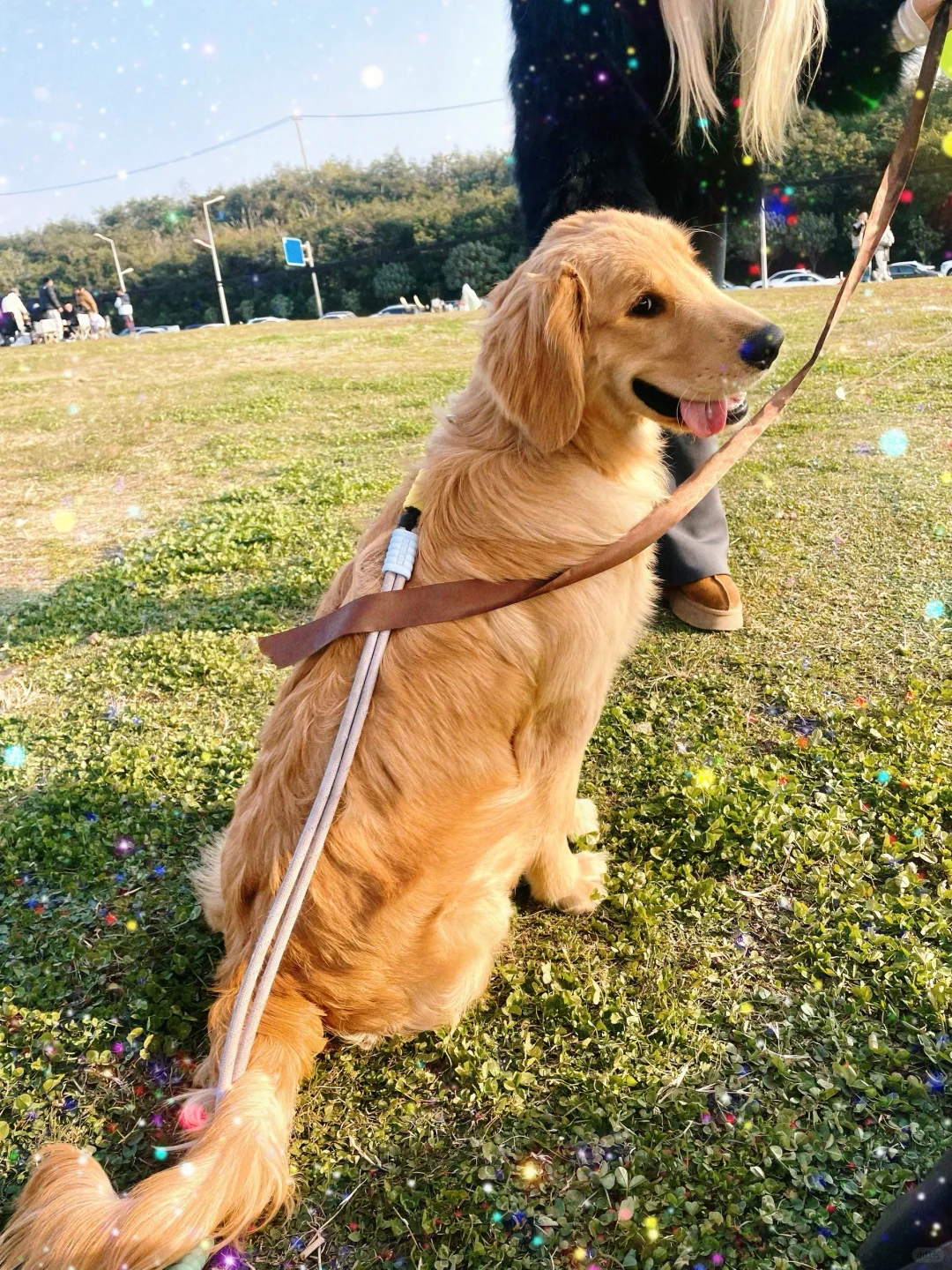小金毛给你个笑容