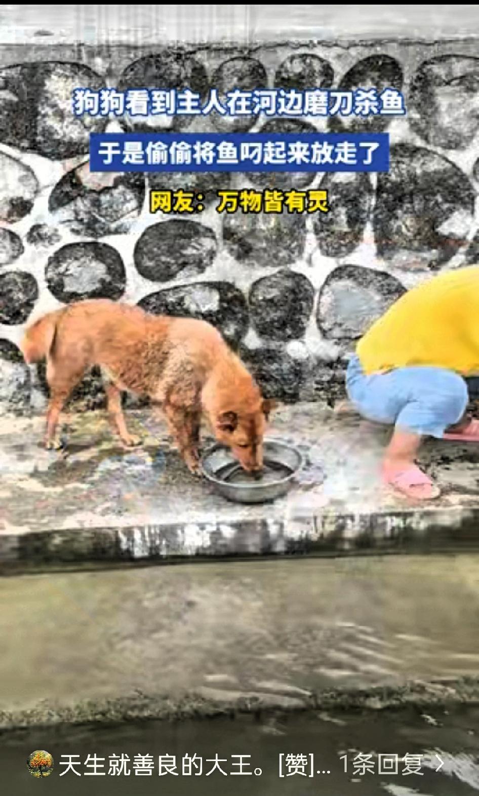 这下真解释不清了！湖南，一女子在河边准备磨刀杀鱼，没成想，女子家的狗狗不忍心看见