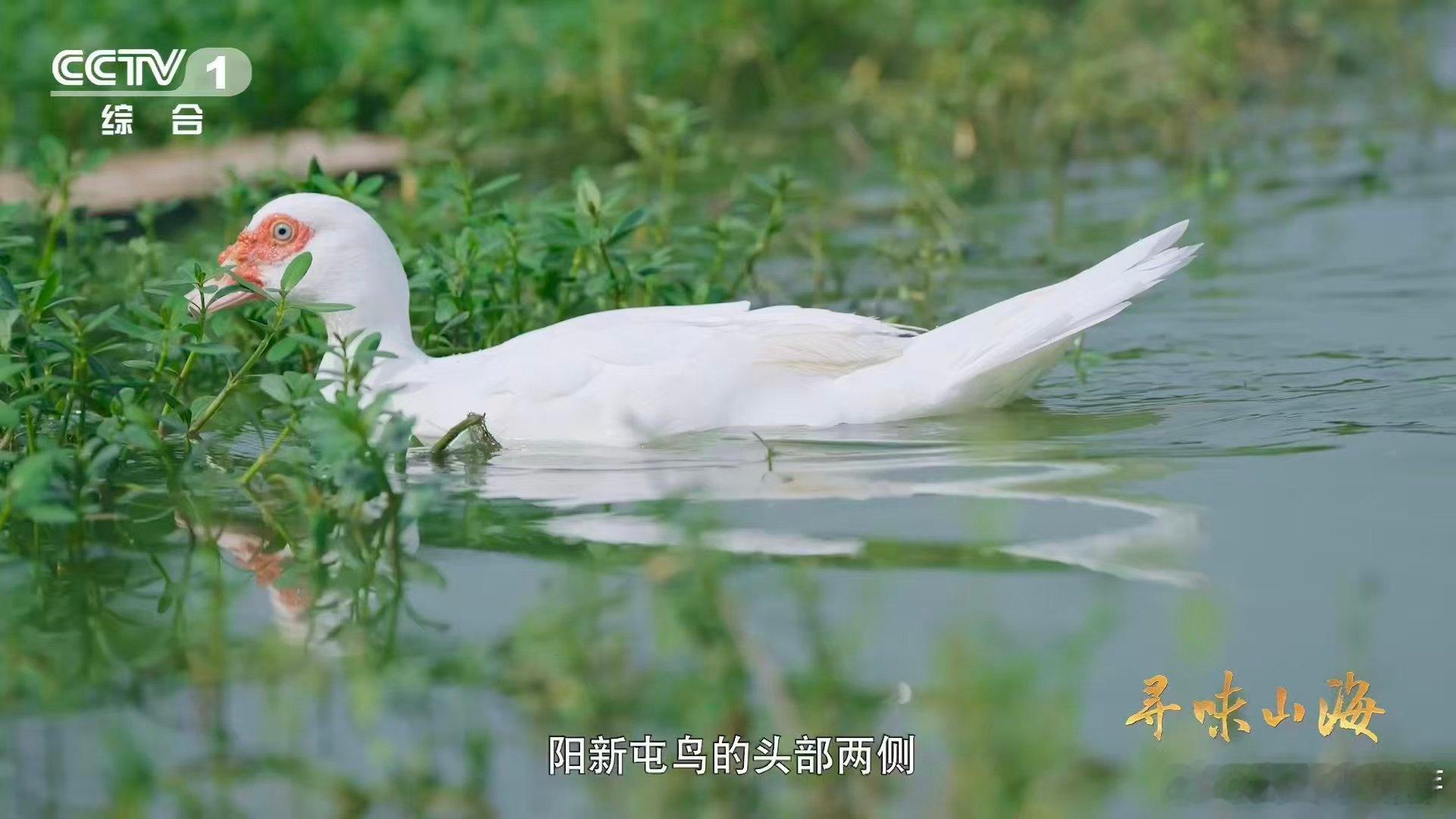 湖北有种会飞的牛肉湖北黄石仙岛湖超神奇✨ 那儿的阳新屯鸟像鹅又像鸭，却都不是，还
