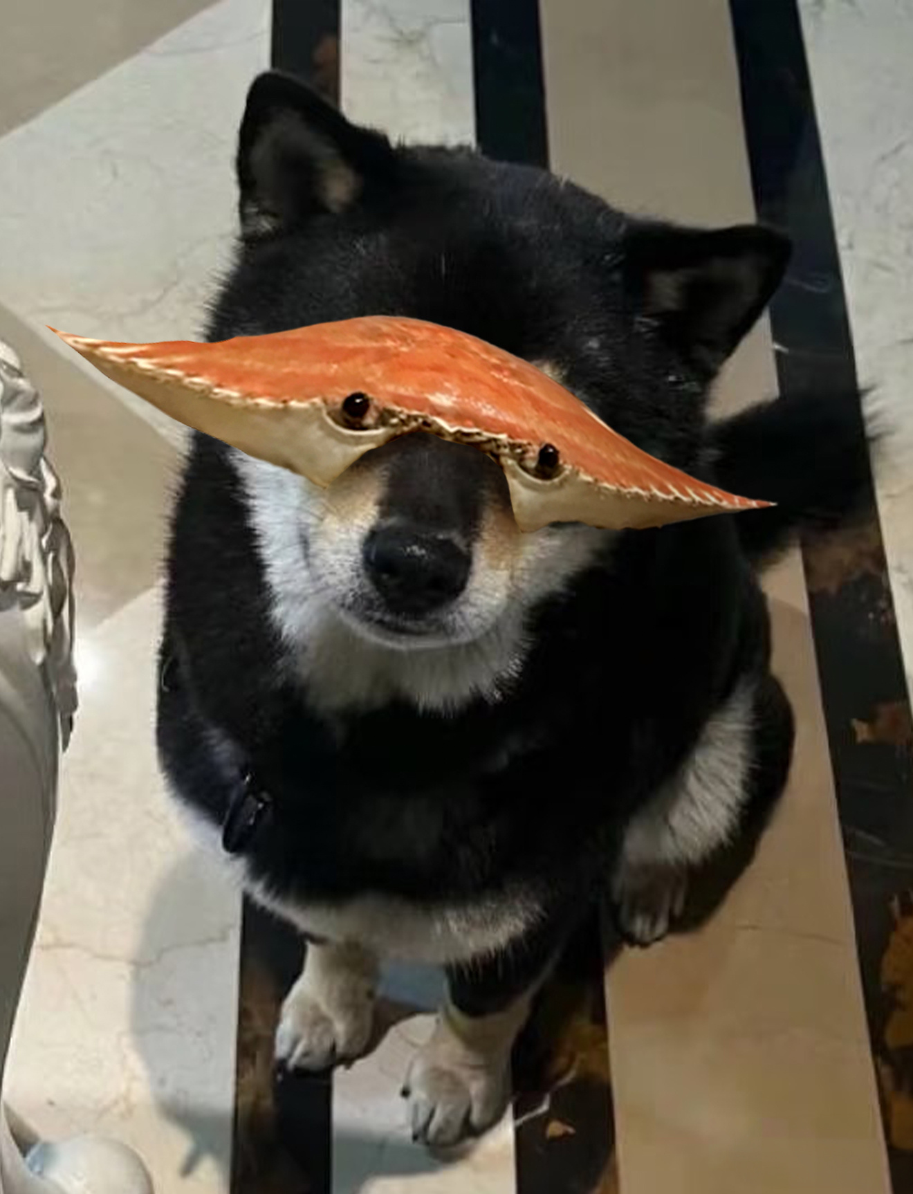 🦀️🐶 