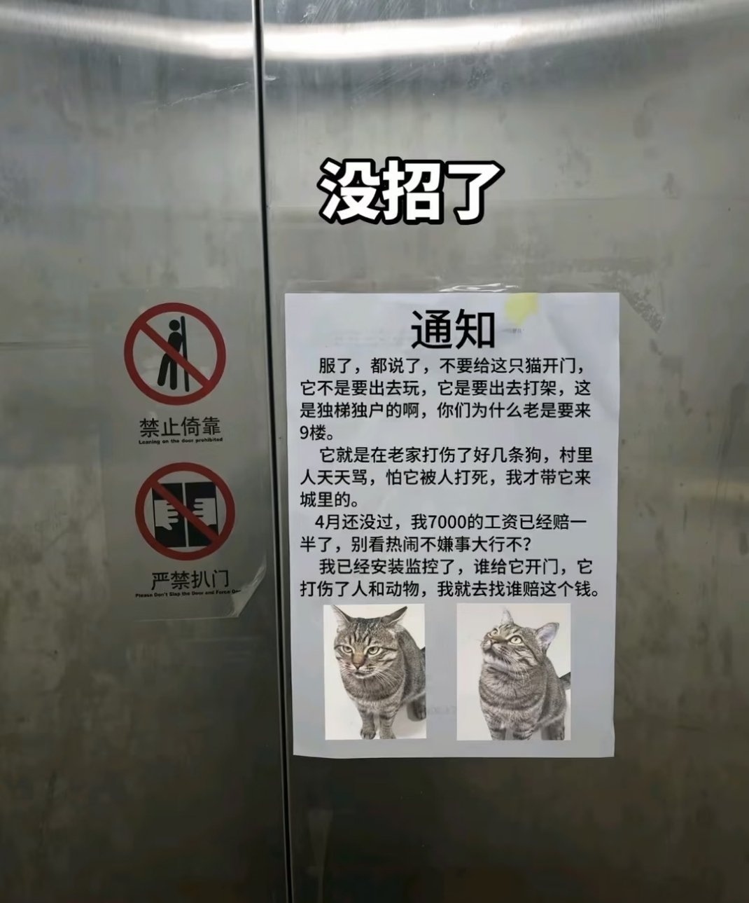 有的猫观察主人能学会开入户门，我家就有一只会开的 ​​​