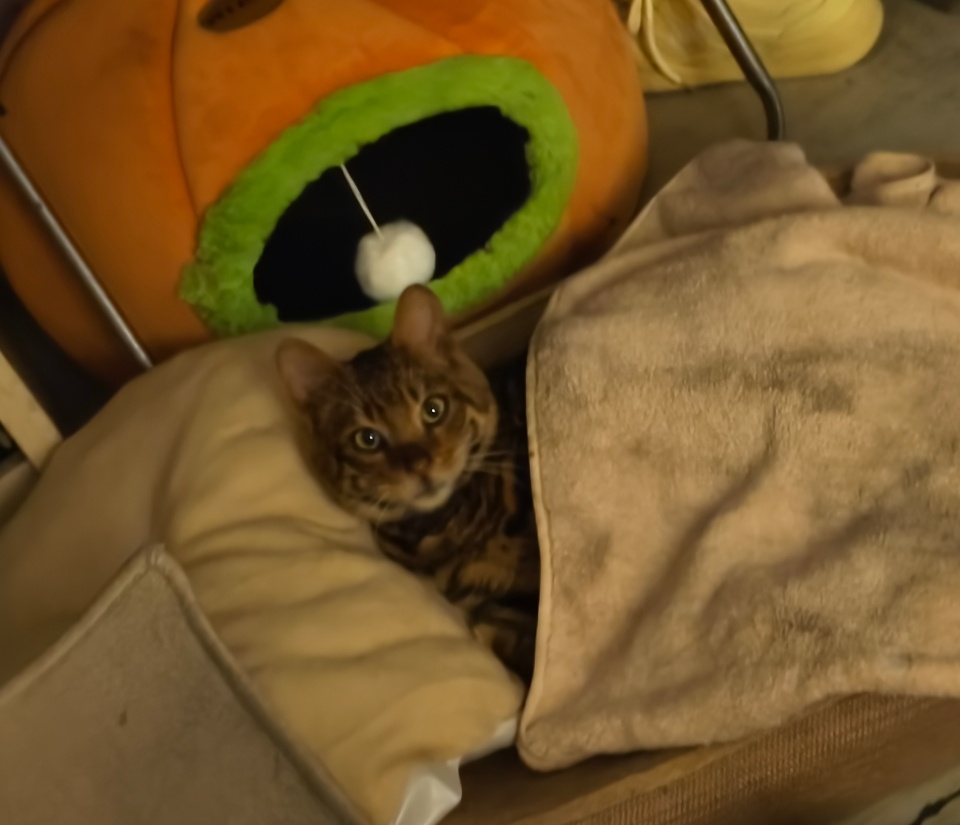 哎哟乖宝宝可爱死了