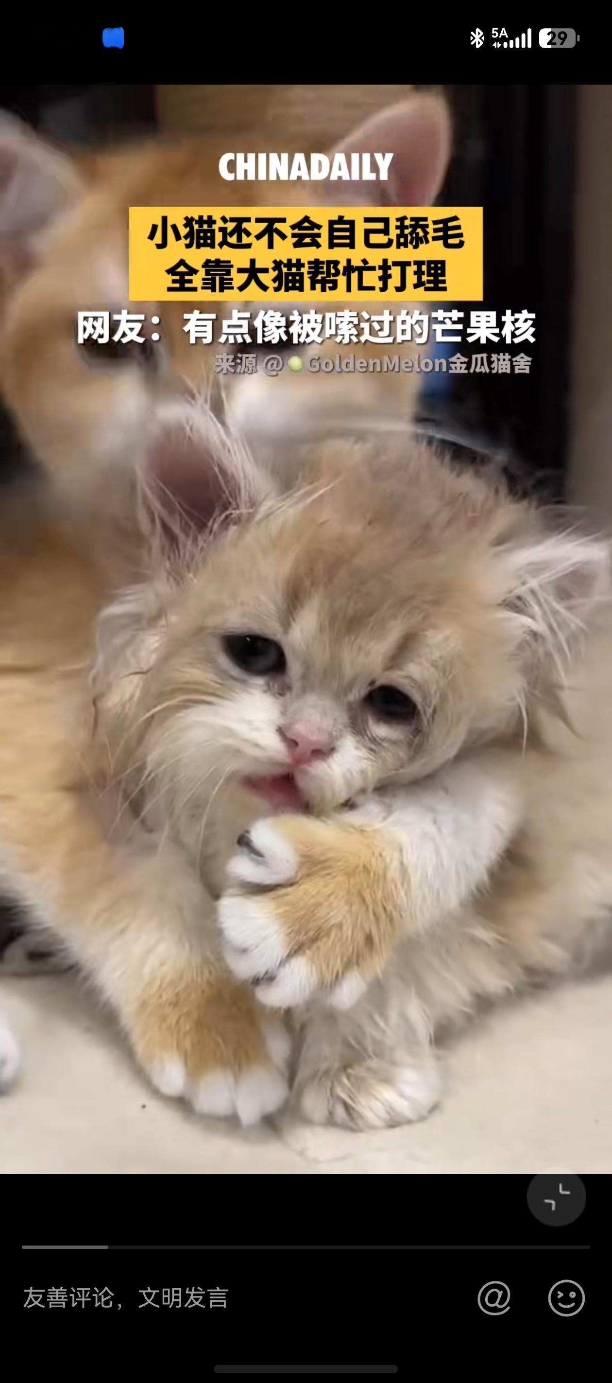 小猫被舔成芒果核 不管是人还是动物，被迫做自己不喜欢的事，又逃不掉的时候，眼神就