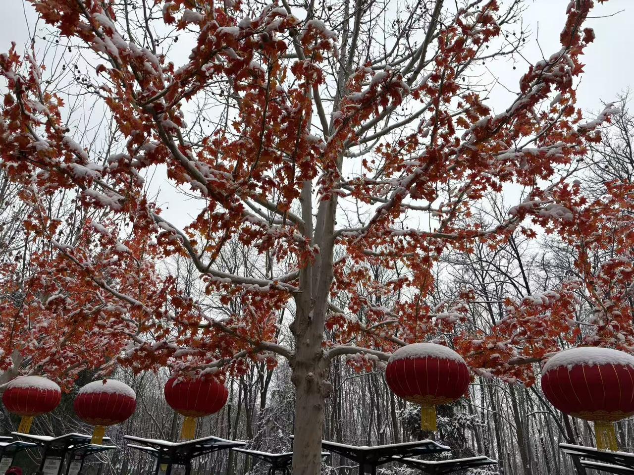 晒图笔记大赛瑞雪兆丰年，年已过，就下了一场雪，太美好了
