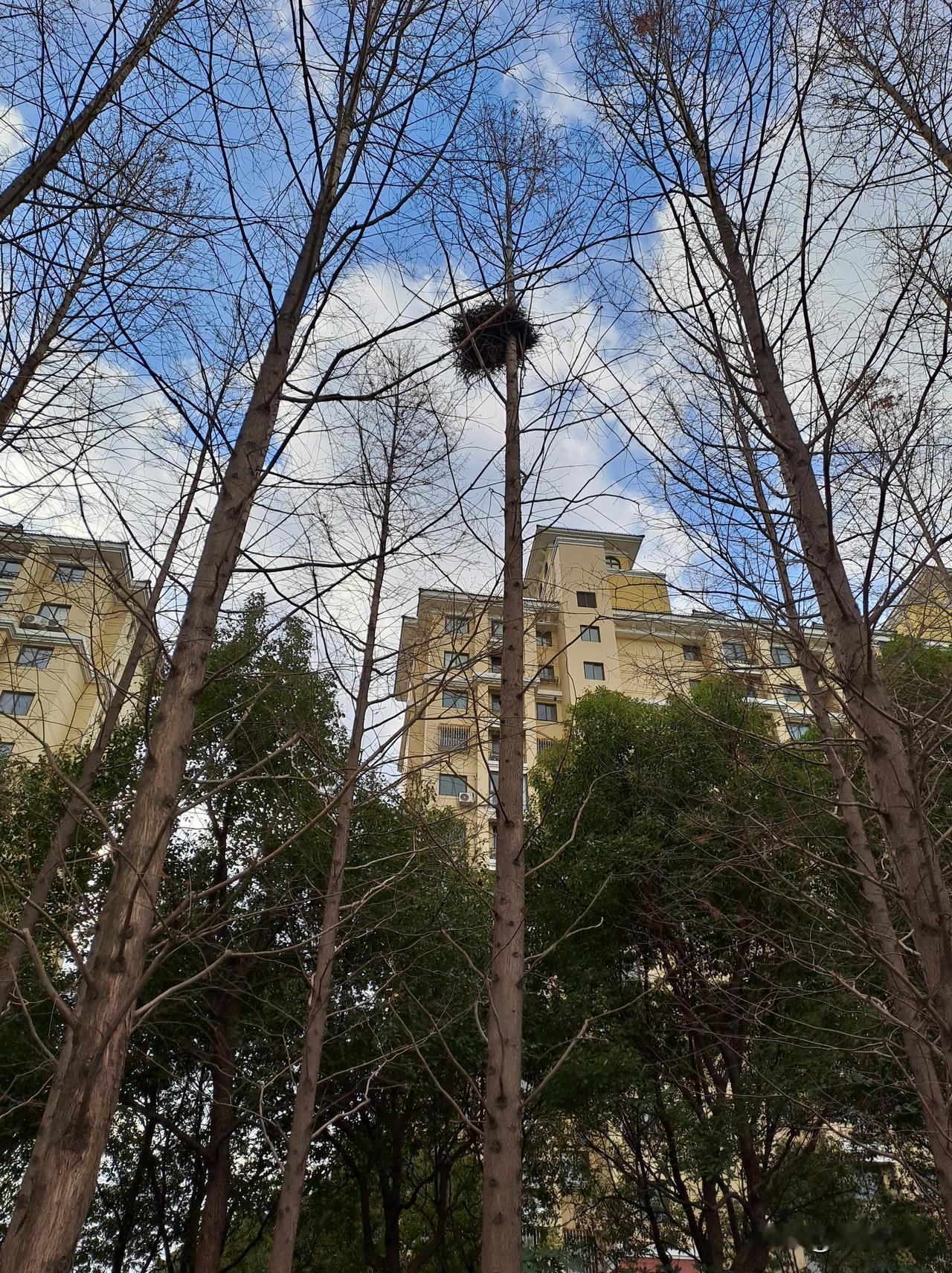 又发现一个鸟窝，就在高楼不远处。这么冷的天，里面不会有小鸟吧？