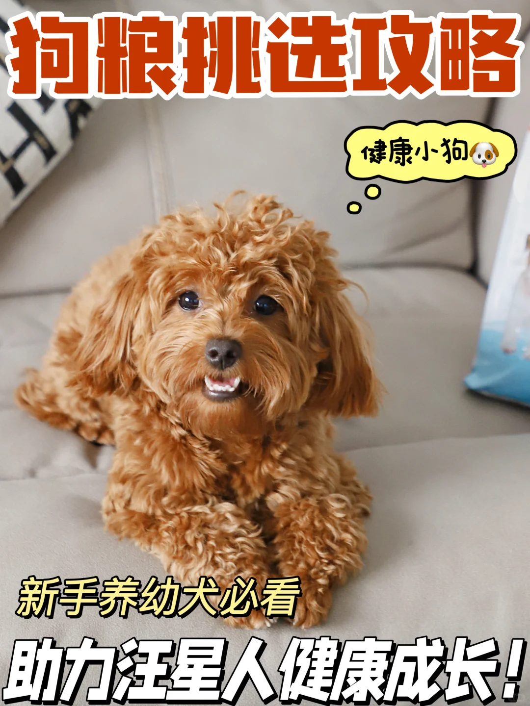 告别体质大掉队，皇家幼犬粮让狗狗逆袭！