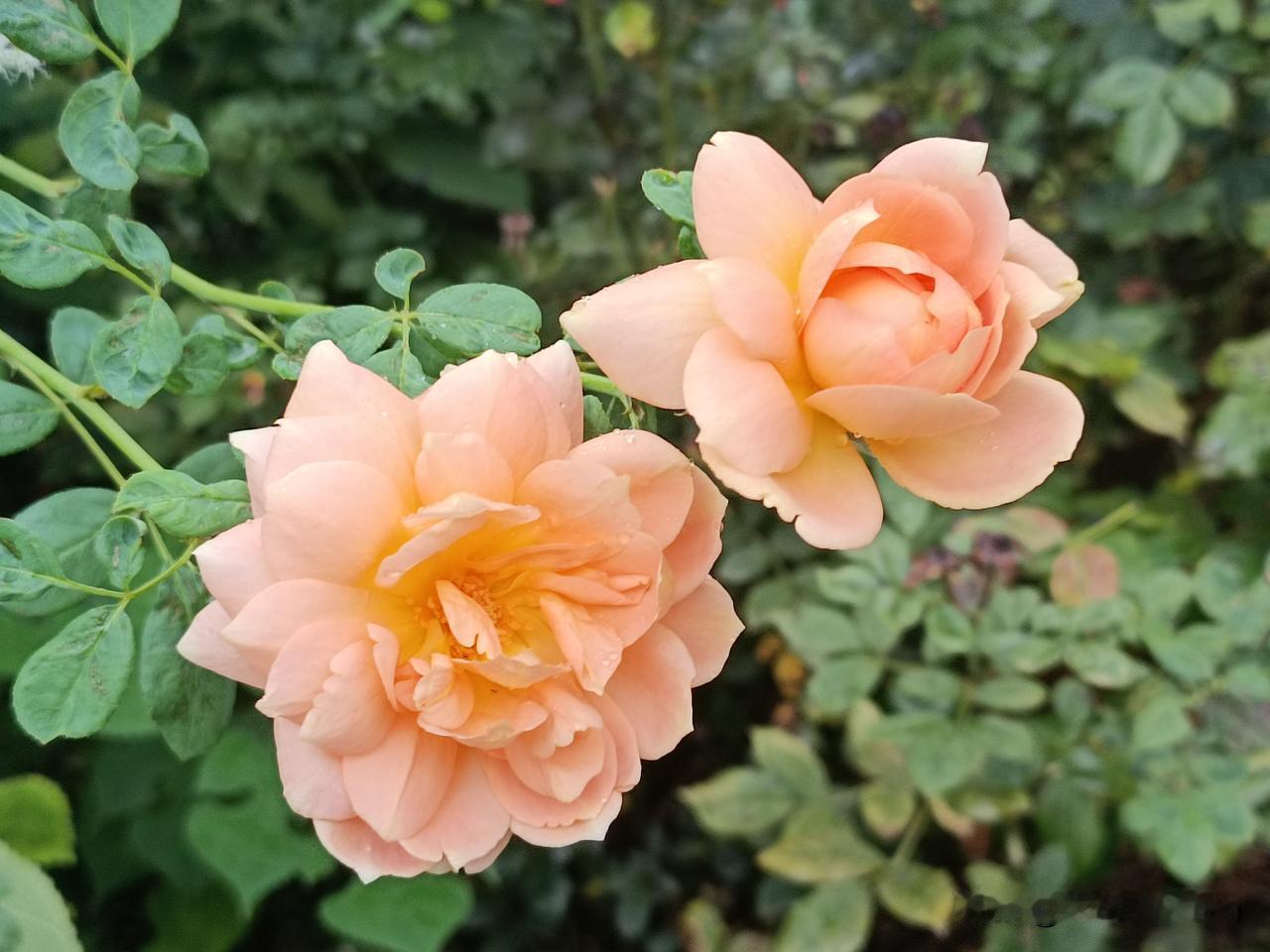 这是一张展示橙色系月季（Rose）的特写照片，画面中两朵盛开的花朵呈现出迷人的杏