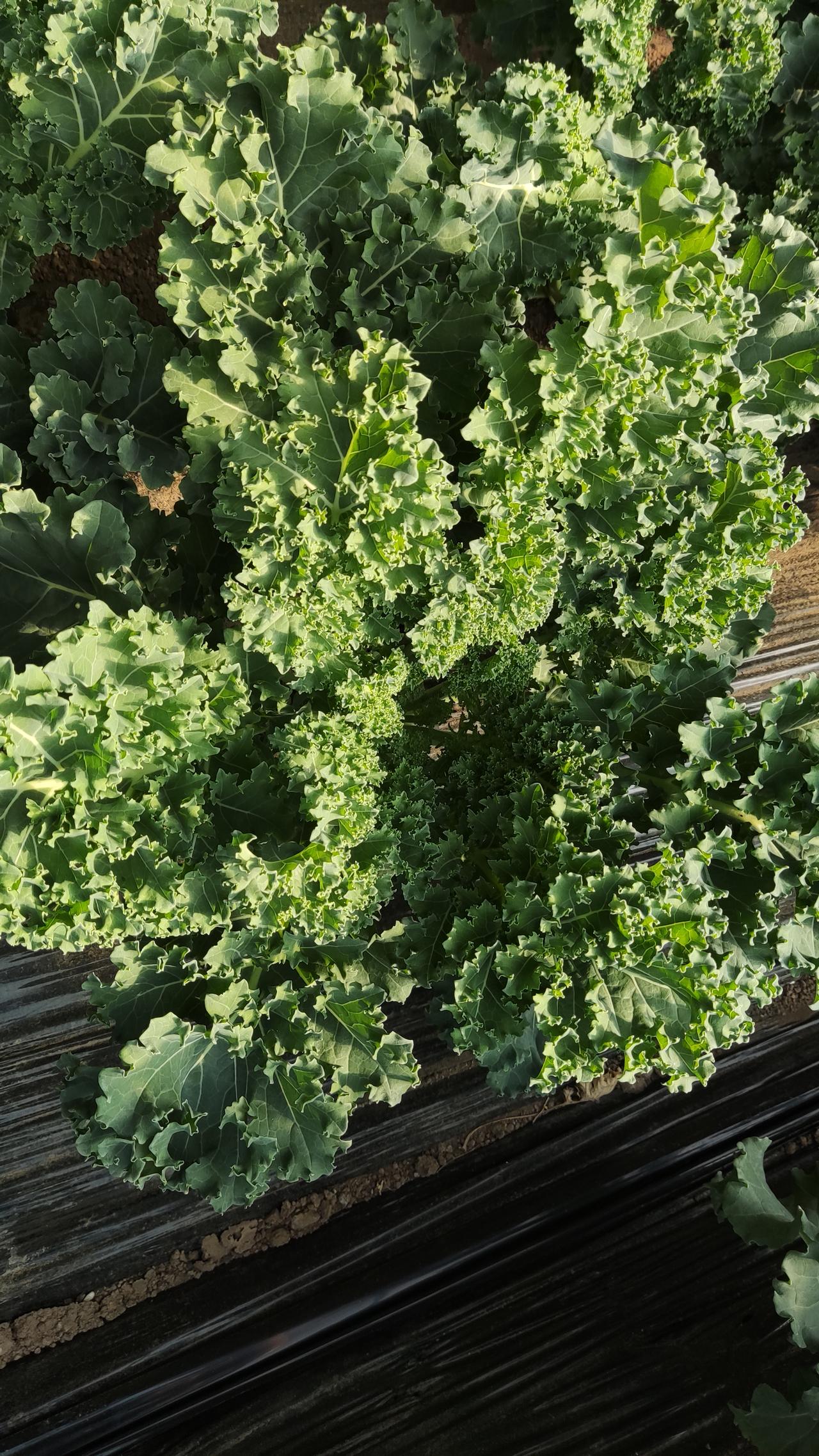 集卡领红包绽放