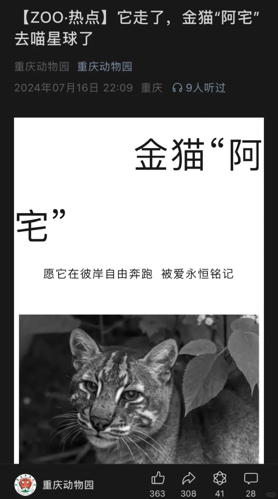 🙏重动金猫“阿宅”去喵星球了