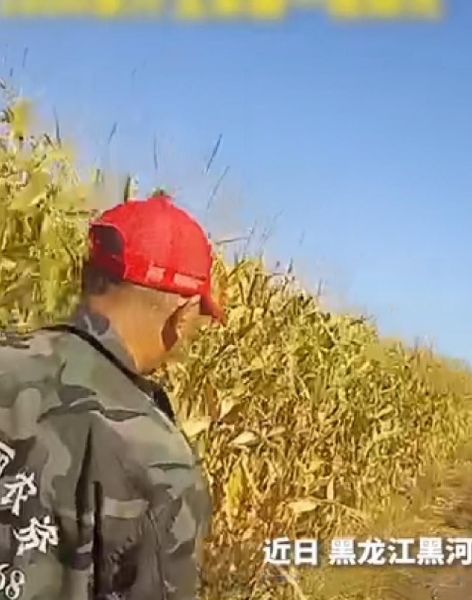 近日，黑龙江黑河。玉米成熟了，村民一大早到自己的地里收玉米。哪知道，昨天放眼望去