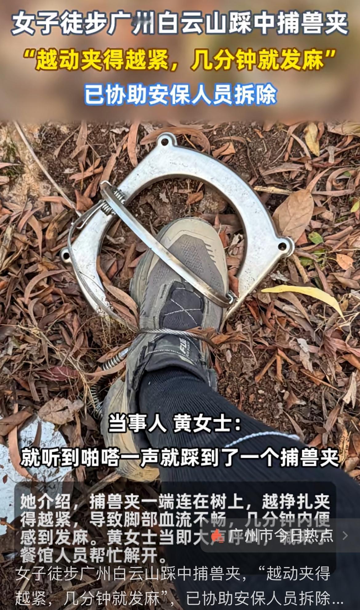 女子徒步广州白云山，误踩捕兽夹，这也太诡异了。事发1月18日，当事者黄某徒步白云