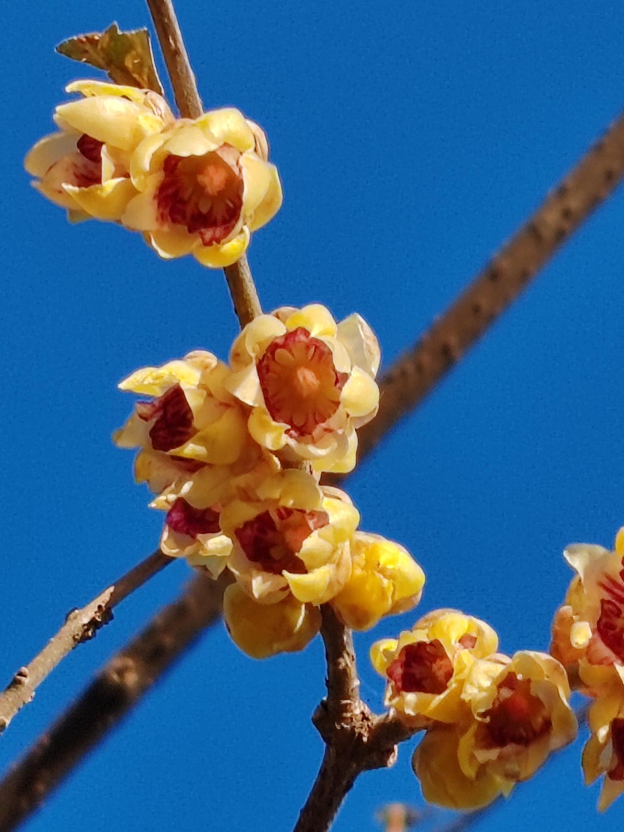 晒图笔记大赛腊月赏梅。
