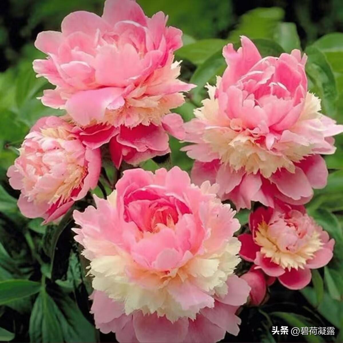 今天是正月十九，祝你平安久久，健康久久，幸福久久，发财久久，好运久久，快乐久久，