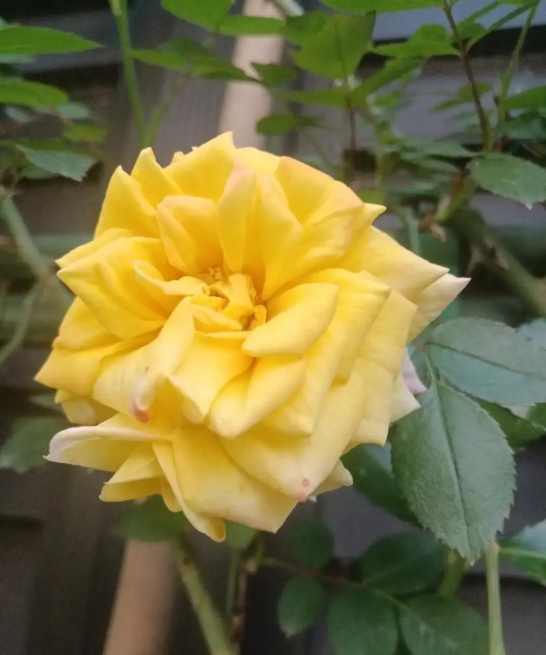 孙女今晚又喊洗澡，我愣了下。
她上周才洗过，我老伴小声嘀咕。
我点头让她拿睡衣。