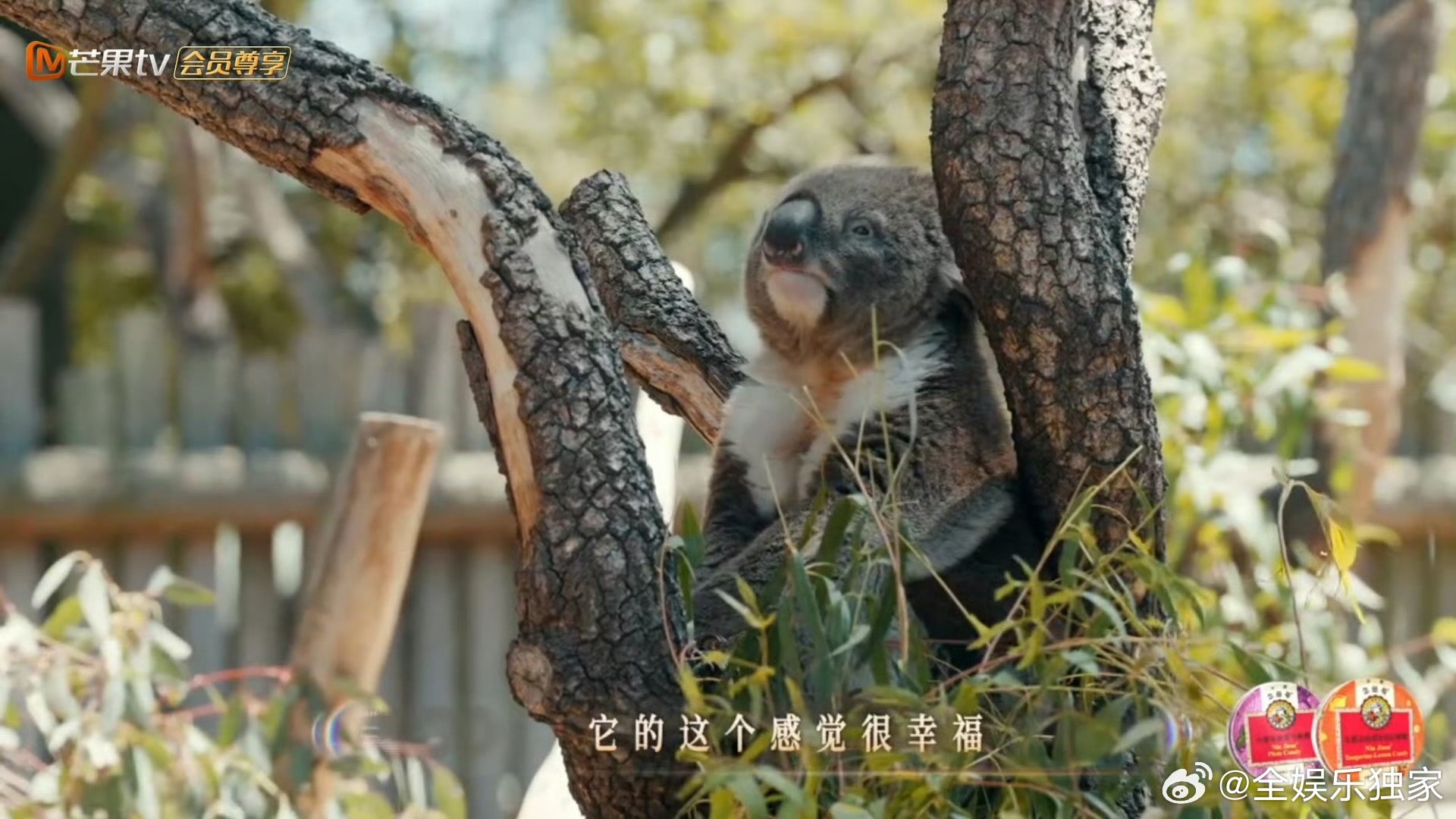 武艺羡慕考拉吃了睡睡了吃 狠狠和武艺共情了！考拉吃了睡睡了吃的佛系日常，简直是所