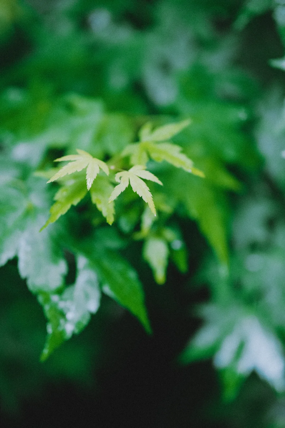 又是一年夏天