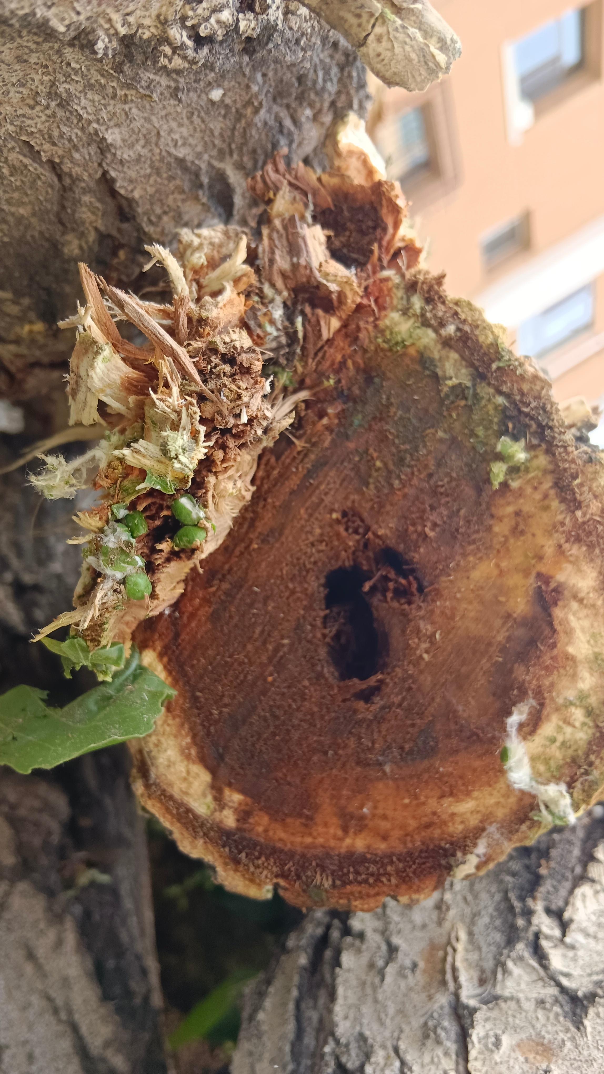 说起来我们友谊18这个老小区修整树的事。几年前我就反映过这个问题。我说你这些树啊