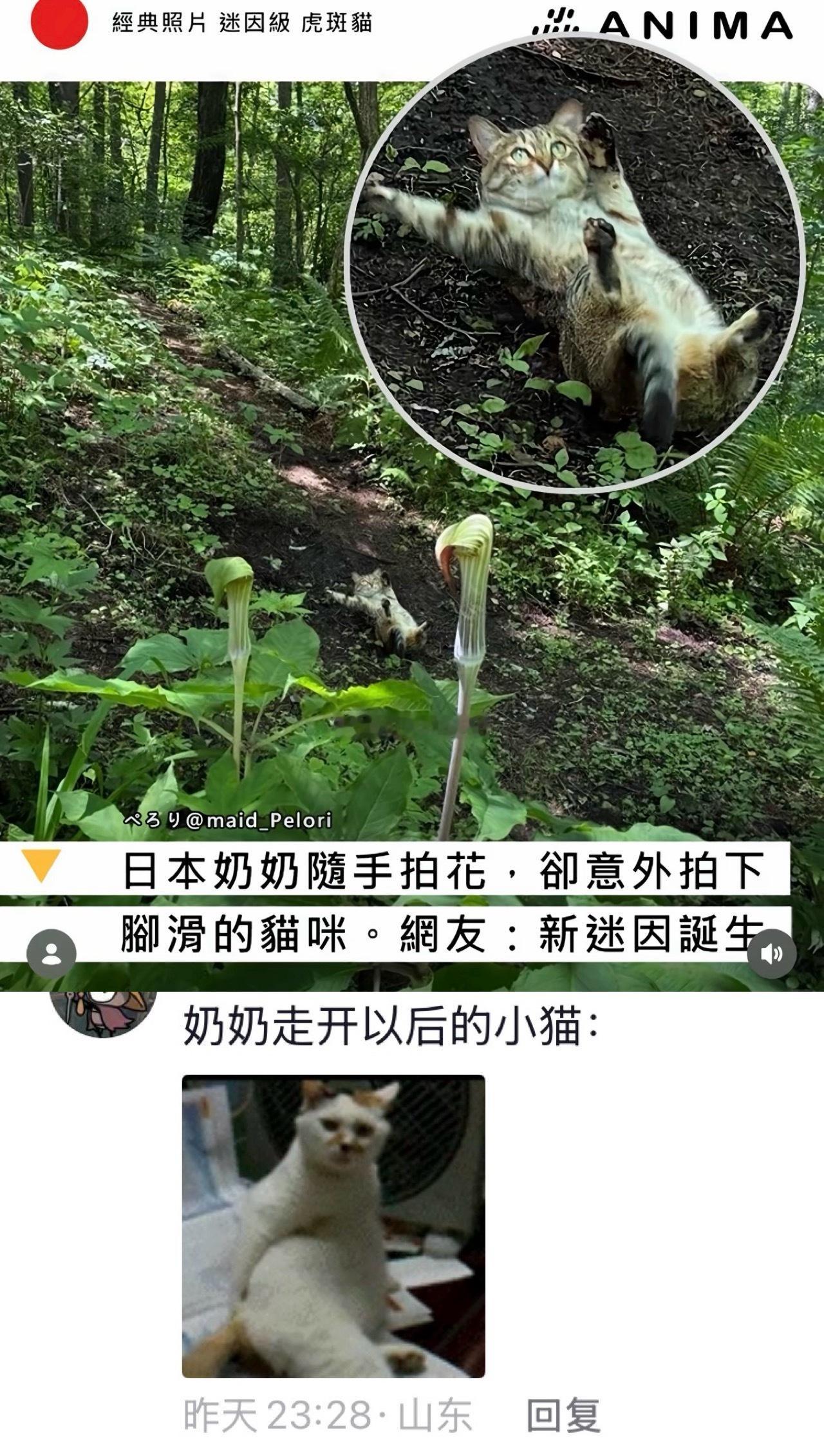 猫：删掉 