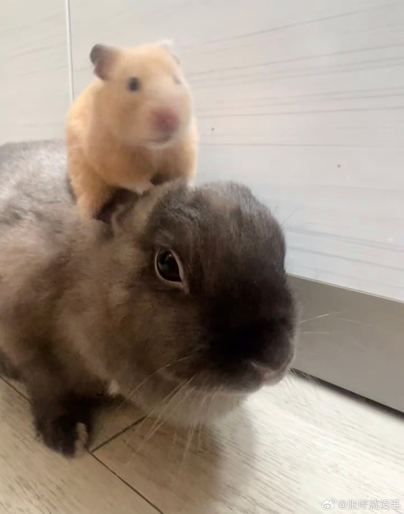 耗子和兔 