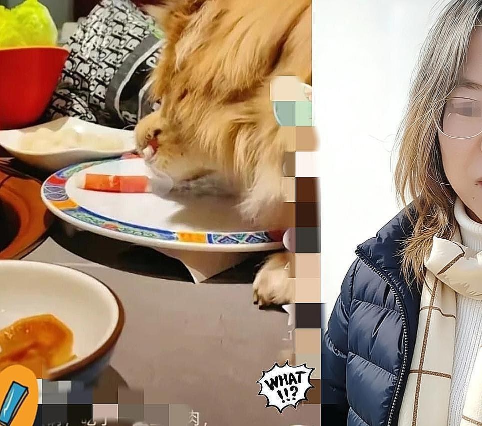真把公共餐厅当自家狗窝？北京女子带狗上桌舔涮肉的操作，简直刷新了无底线的天花板！